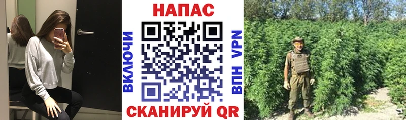 Конопля SATIVA & INDICA  как найти   Ермолино 